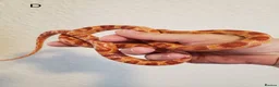 Corn Snake reptiles for sale: Juvenile corn snakes - Advert 11