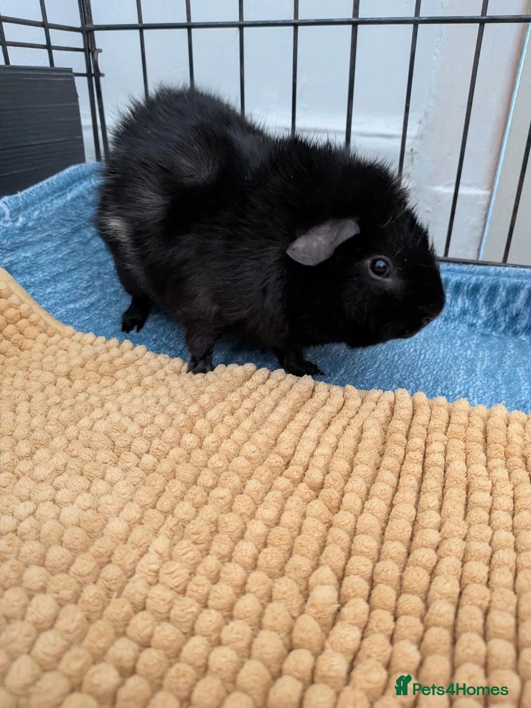 Guinea Pig rodents for sale: 2 male bonded guinea pigs  in Blackpool - Advert 2