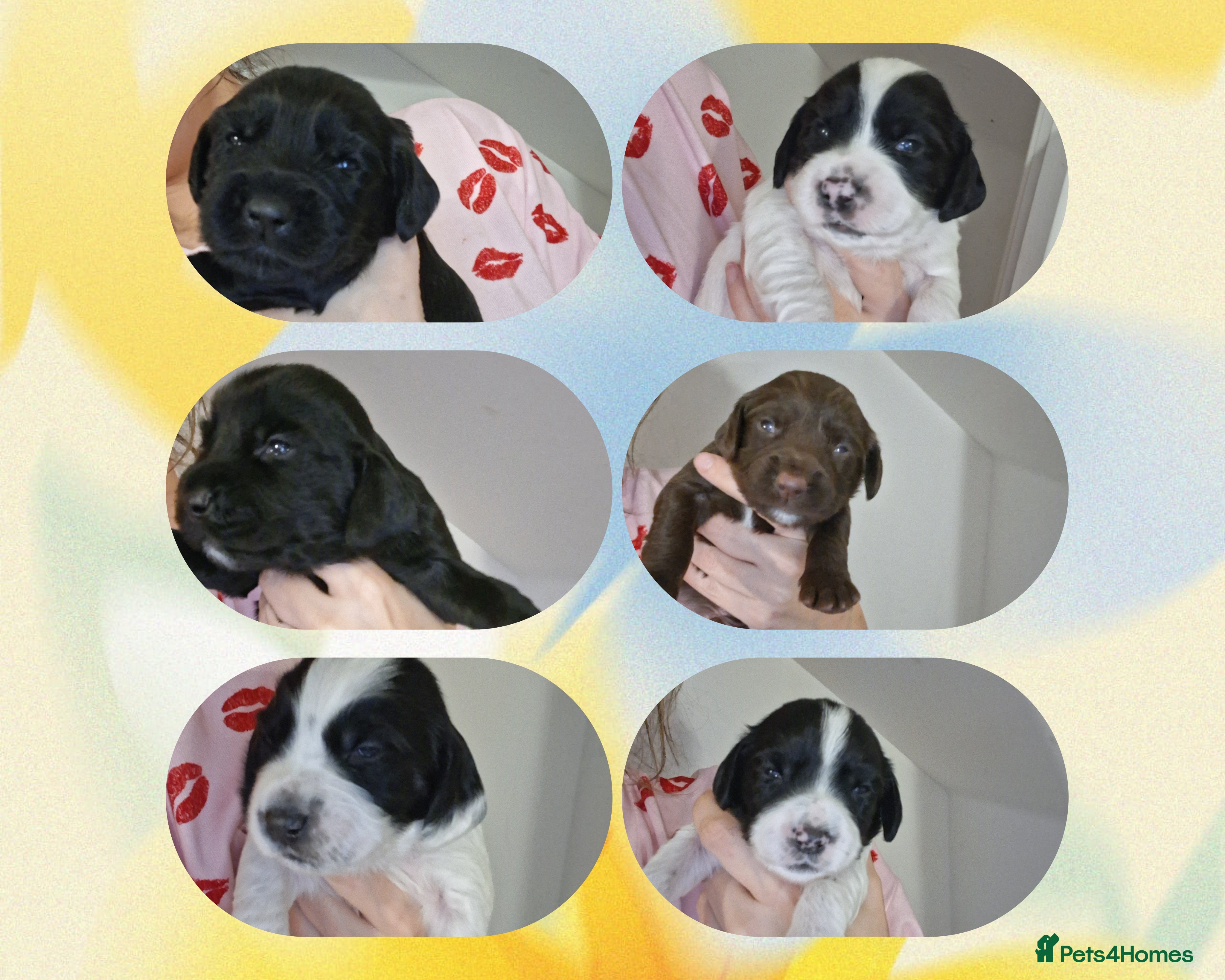 Mixed Breed dogs ☆six beautiful male puppys seeking forever homes☆ - Advert 3
