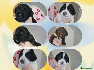 Mixed Breed dogs ☆six beautiful male puppys seeking forever homes☆ - Advert 3