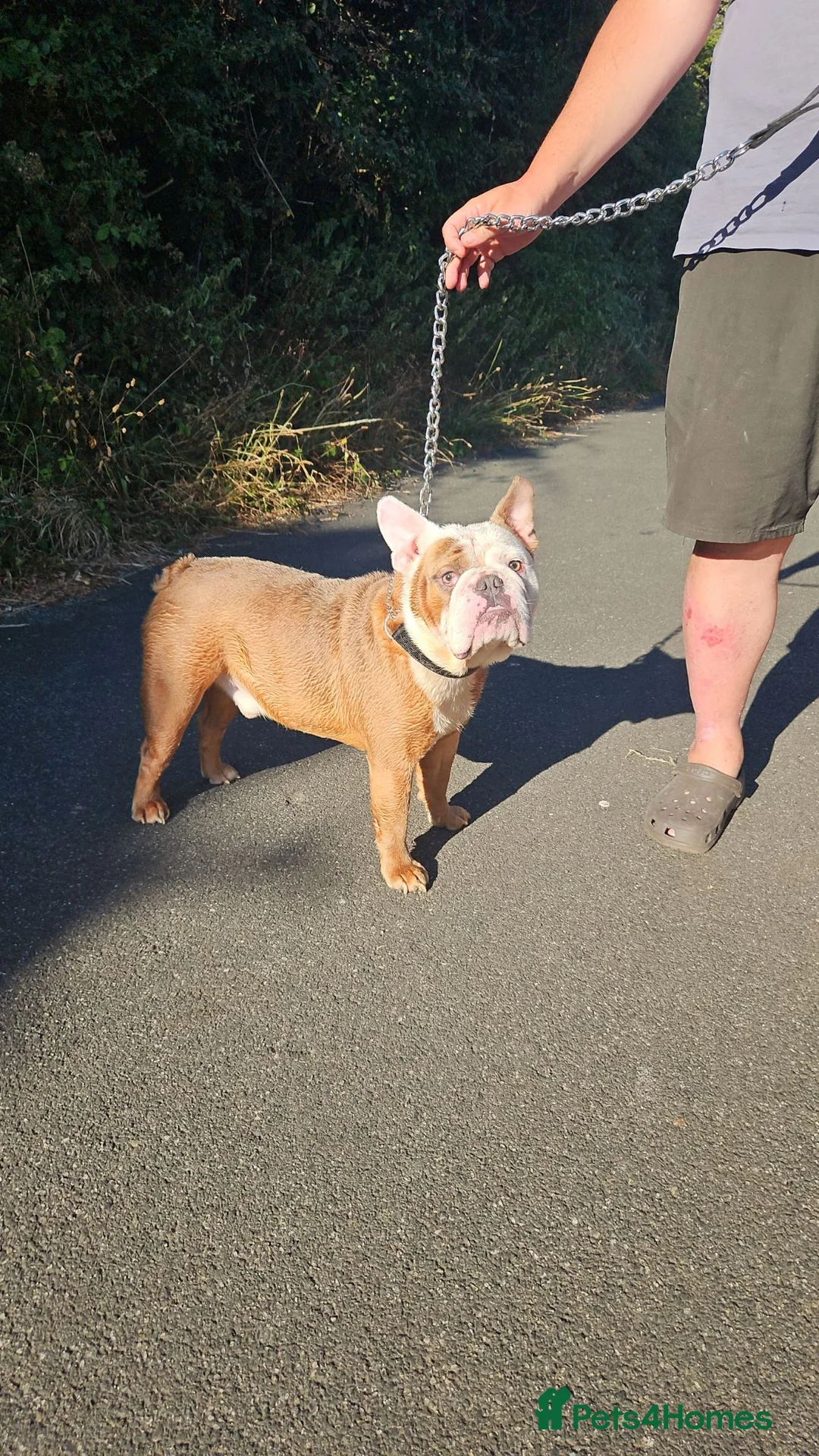 English Bulldog dogs for sale: 3 year old Male English Bulldog in Milford Haven - Advert 2