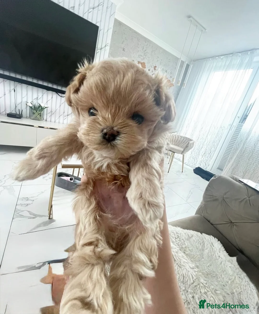Maltipoo dogs for sale: The ONE AND ONLY 🧸 - Advert 5