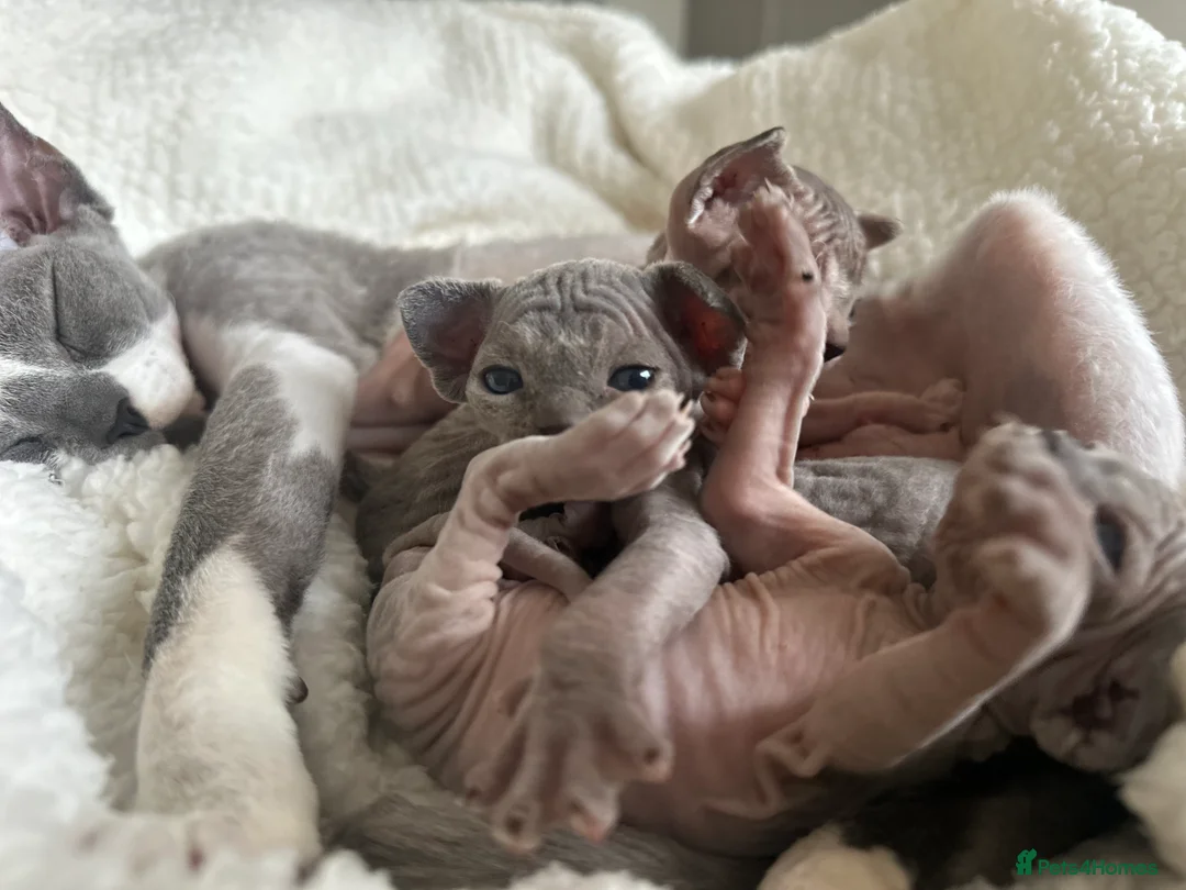 Sphynx cats for sale: Beautiful sphynx kittens from a mum and dad home - Advert 17