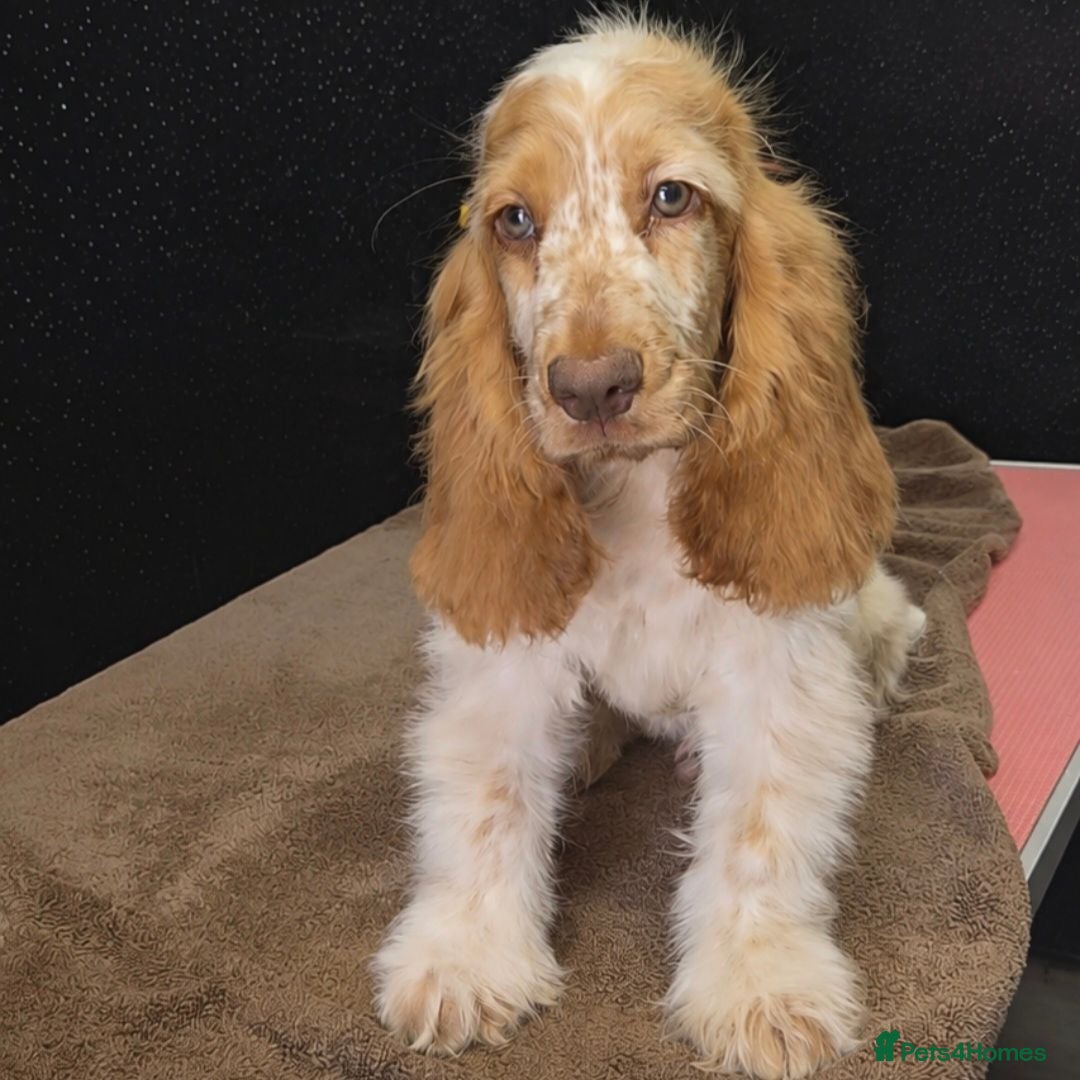Cocker Spaniel dogs Exceptional True Show winning Champion Cockers. - Advert 4