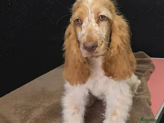 Cocker Spaniel dogs Exceptional True Show winning Champion Cockers. - Advert 4