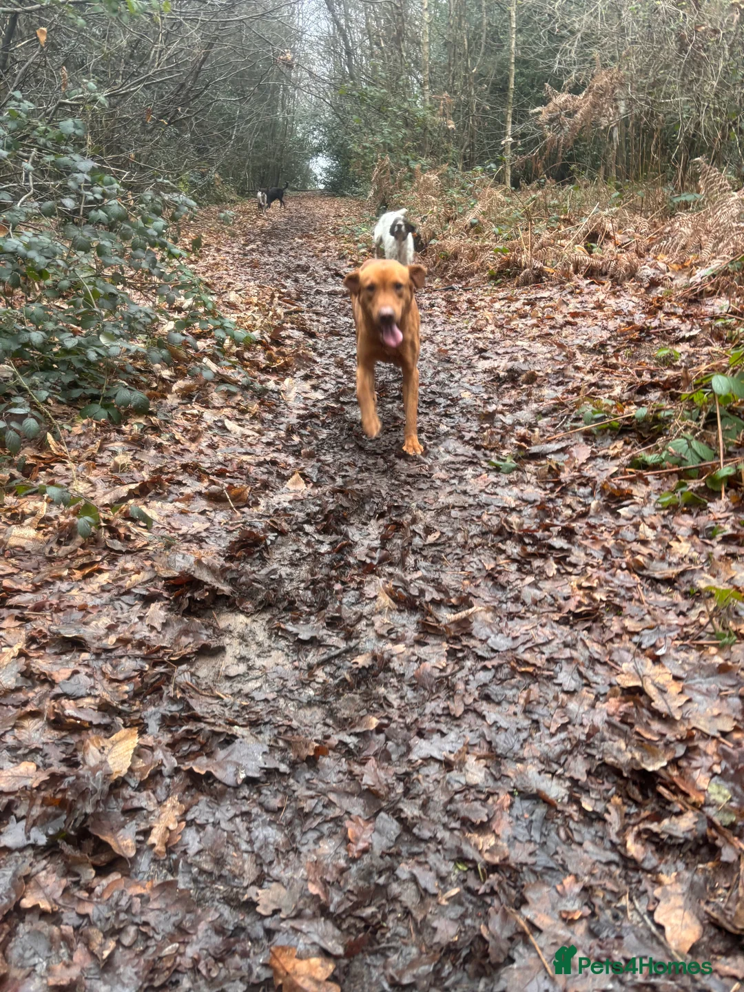 Labrador Retriever dogs for stud: Kc registered proven stud quality working lines  - Advert 7