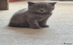 British Shorthair cats for sale: GCCF BRITISH SHORTHAIR KITTENS - Image 2