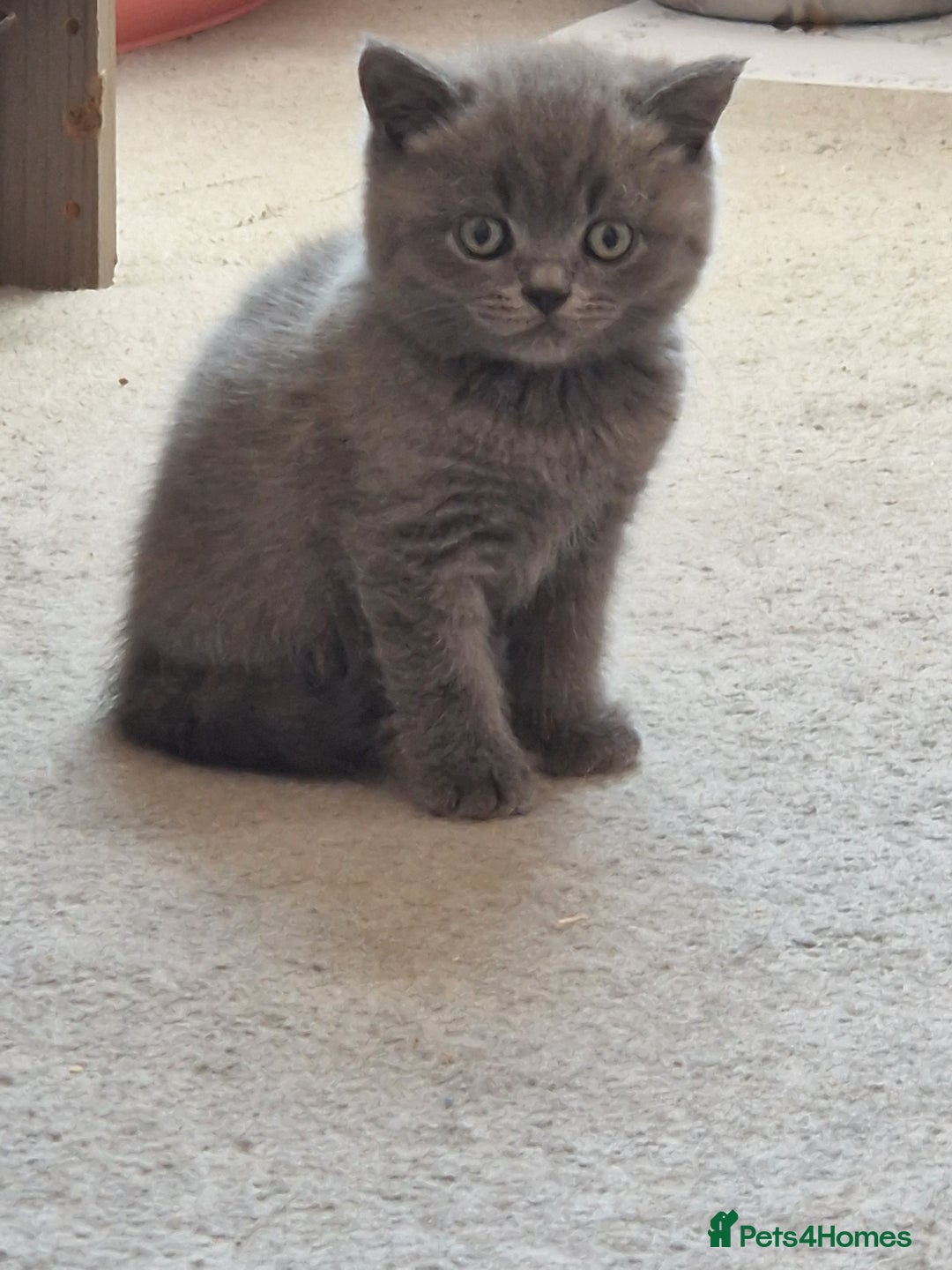 British Shorthair cats for sale: GCCF BRITISH SHORTHAIR KITTENS - Image 2