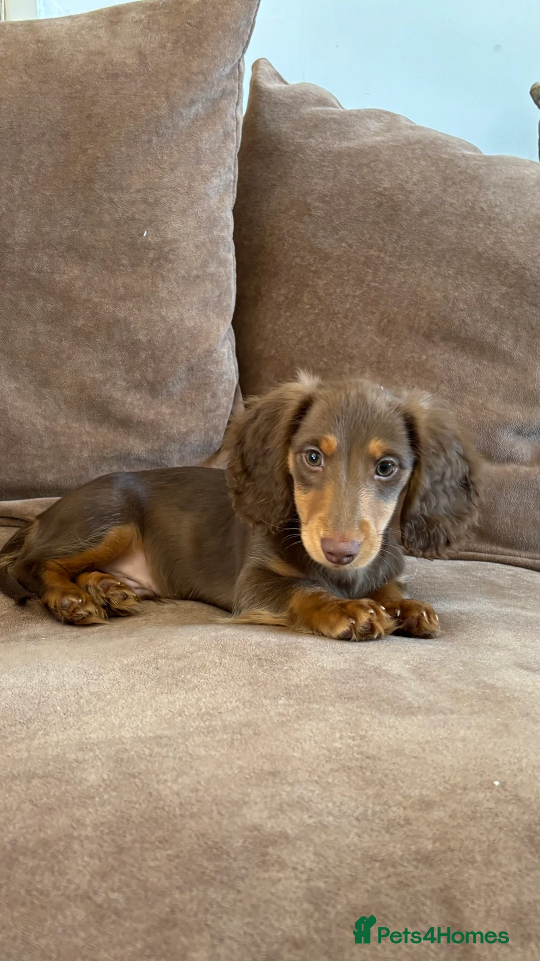 Dachshund dogs for sale: Two male miniature long haired Russian dashounds  in Bootle - Advert 1