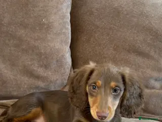 Dachshund dogs Two male miniature long haired Russian dashounds - Advert 3