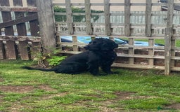 Mixed Breed dogs for sale: Sprocker spaniel cross - Image 2