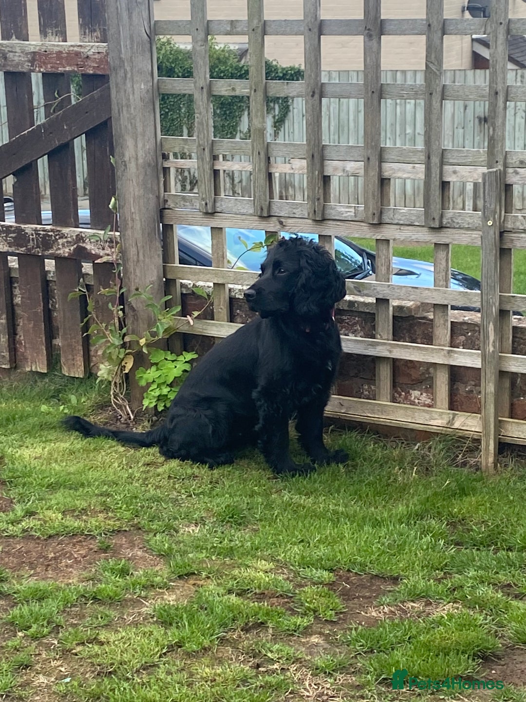 Mixed Breed dogs for sale: Sprocker spaniel cross - Image 2
