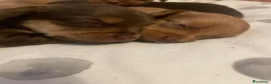 Brown with beige patches