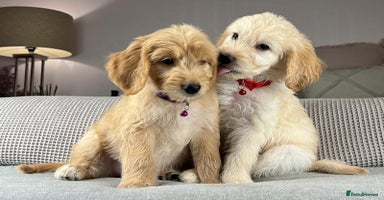 Goldendoodle dogs ABSOLUTELY GORGEOUS DOODLES  - Advert 12