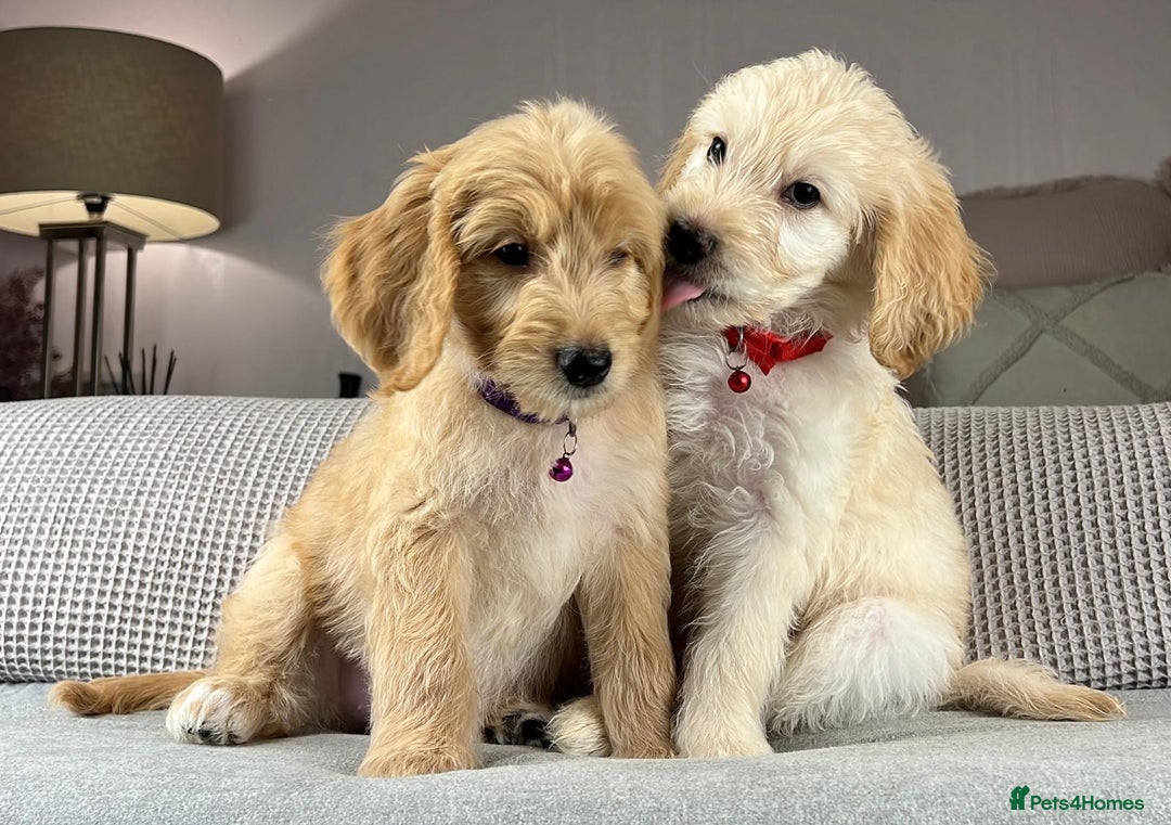 Goldendoodle dogs for sale: ABSOLUTELY GORGEOUS DOODLES  - Advert 5