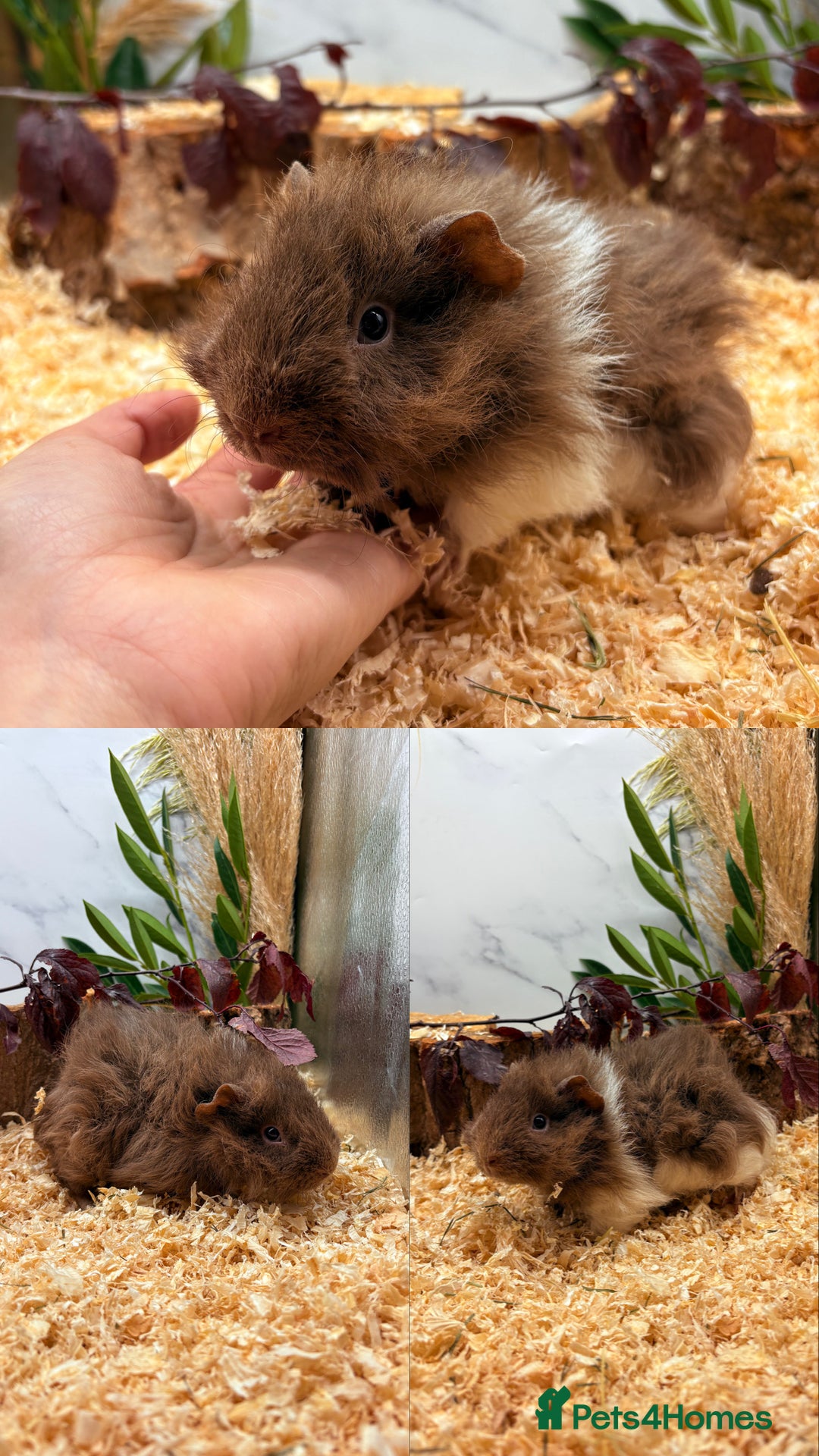 Guinea Pig rodents for sale: ✨Baby Guinea Pigs Available Girls ✨💗 - Image 9