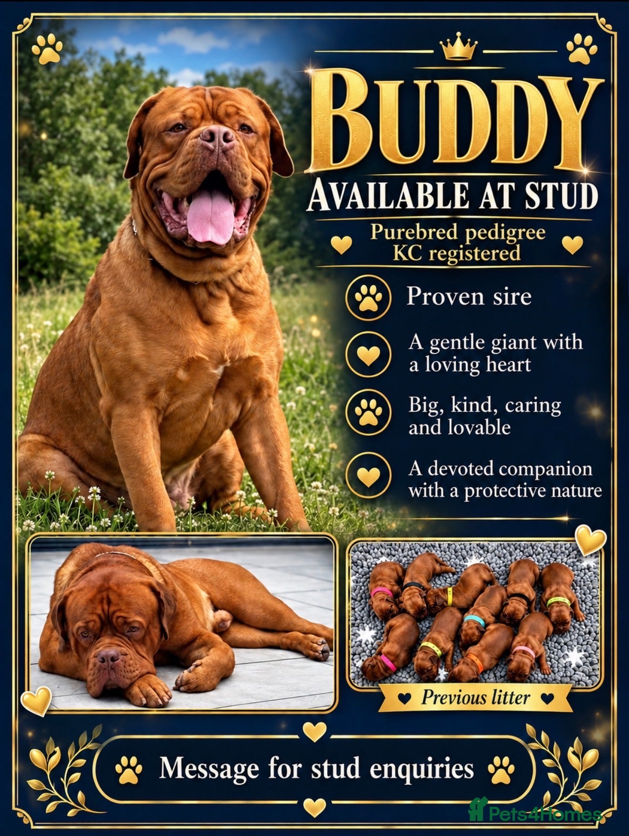 Dogue De Bordeaux dogs  Buddy, our dogue de Bordeaux available at stud - Advert 1