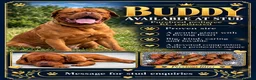 Dogue De Bordeaux dogs for stud:  Buddy, our dogue de Bordeaux available at stud - Advert 1