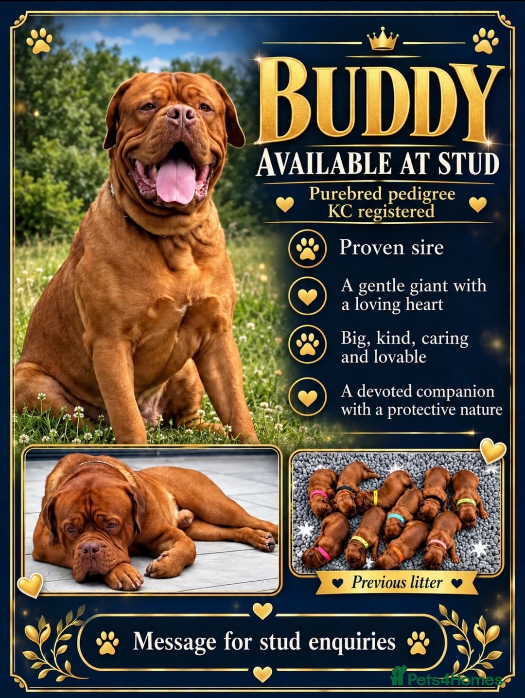 Dogue De Bordeaux dogs for stud:  Buddy, our dogue de Bordeaux available at stud - Advert 1
