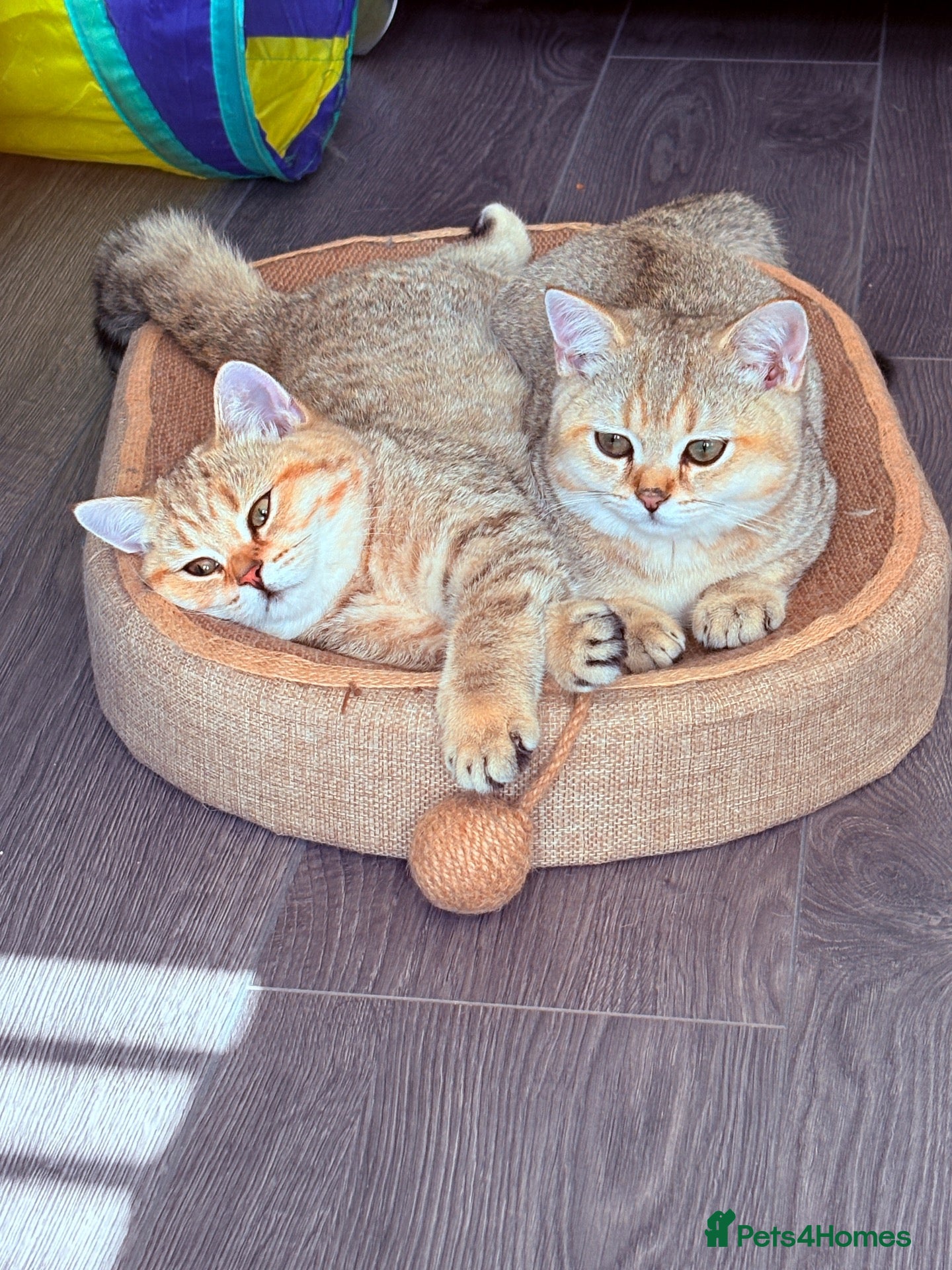 British Shorthair cats Ready Now /GCCF Golden BSH Kittens  - Advert 1