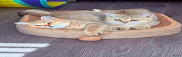 British Shorthair cats for sale: Ready Now /GCCF Golden BSH Kittens  - Advert 9
