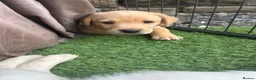 Labrador Retriever dogs for sale: KC Labrador pups, champagne, yellow & black  - Advert 6