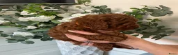 Cavapoochon dogs for sale: DNA Tested Hypoallergenic Cavapoochon F1BB Babies  - Advert 9