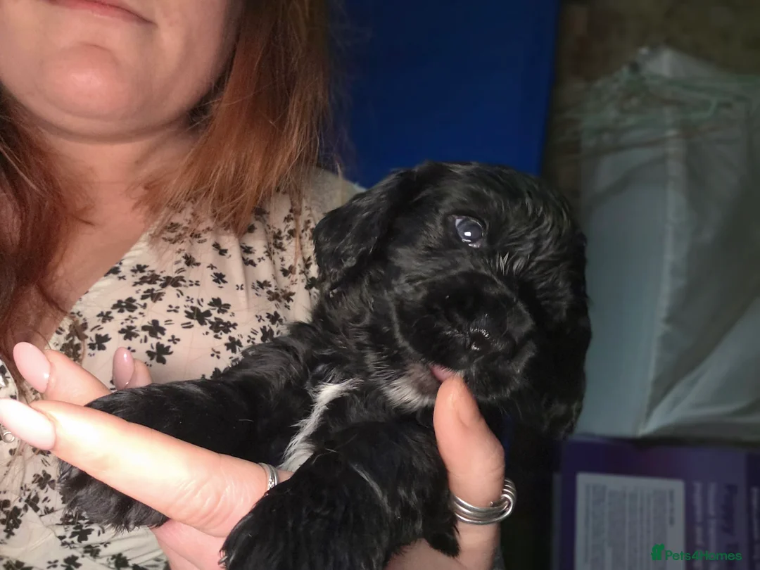 Cocker Spaniel dogs for sale: Cocker Spaniel Puppies (available for veiwing) - Advert 24