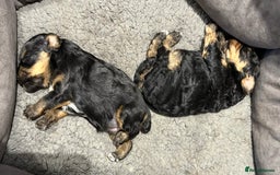 Yorkiepoo dogs for sale: Yorkiepoo F2 Girl Puppies X2 Stunning markings  - Image 3