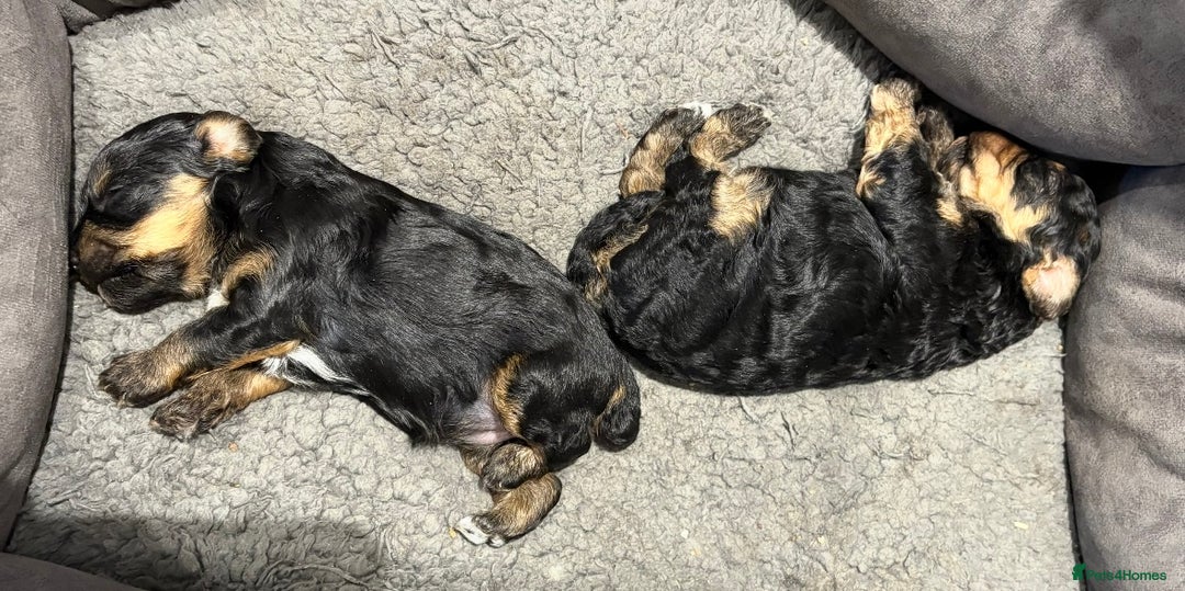 Yorkiepoo dogs for sale: Yorkiepoo F2 Girl Puppies X2 Stunning markings  - Image 3