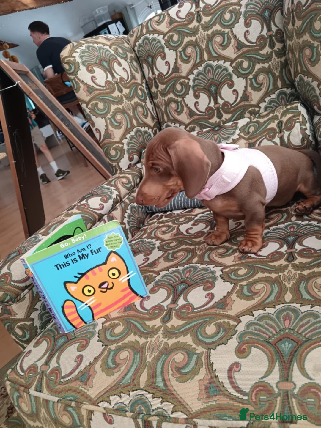 Dachshund dogs for sale: 15 weeks old female  - Image 3