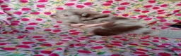 Pomeranian dogs for sale: FEMALE Chocolate Pomeranian READY TO LEAVE  - Advert 11