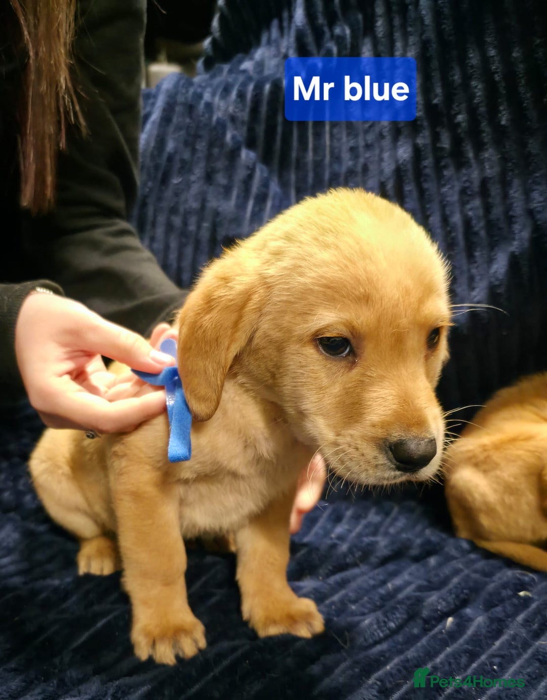 Labrador Retriever dogs for sale: Golden Labrador puppies  - Image 15
