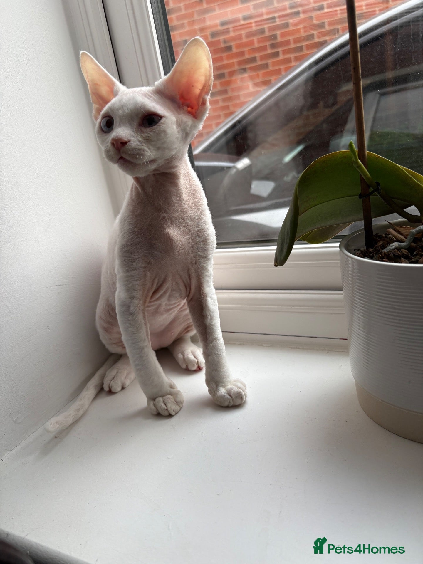 Devon Rex cats Ready to go ❤️devon rex available 😻❤️ - Advert 1