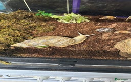Snails invertebrates for sale: 3x giant African land snails and complete setup  - Image 1