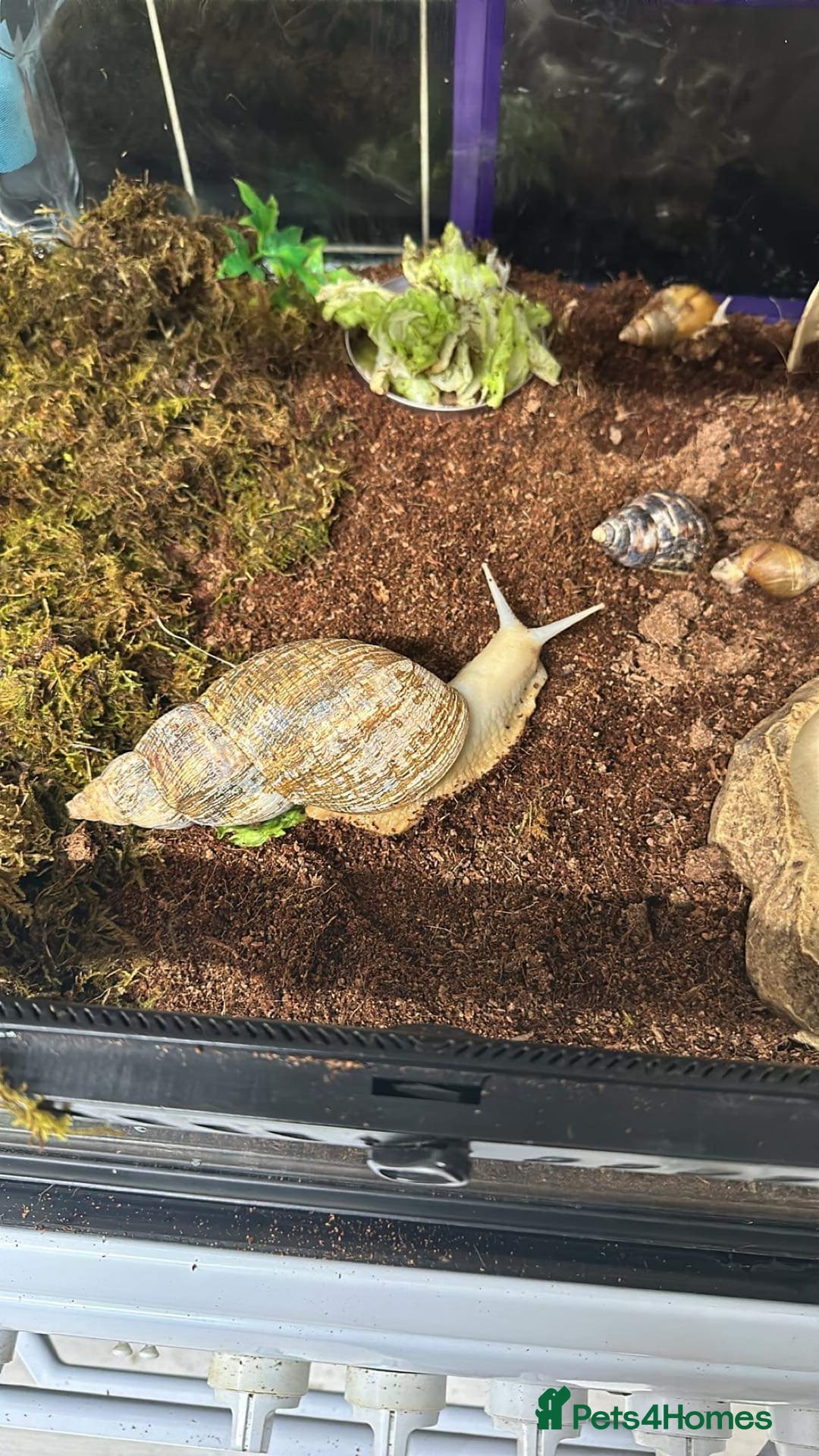 Snails invertebrates for sale: 3x giant African land snails and complete setup  - Image 1