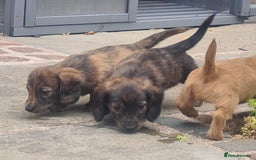 Miniature Dachshund dogs for sale: Miniature Longhaired Dachshund Puppies  - Image 15