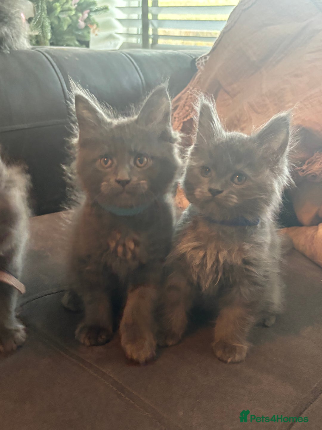 Maine Coon cats for sale: Blue Maine Coon Kittens – Active TICA Registered  - Advert 6