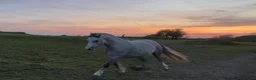 Welsh Section A horses for sale: Welsh pony  in Stoke-on-Trent - Advert 3
