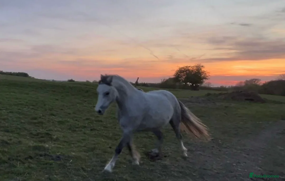 Welsh Section A horses for sale: Welsh pony  in Stoke-on-Trent - Advert 3