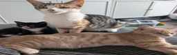 Domestic Shorthair cats for sale: 8 week old kittens - Advert 2