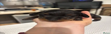 Dachshund Puppy 2