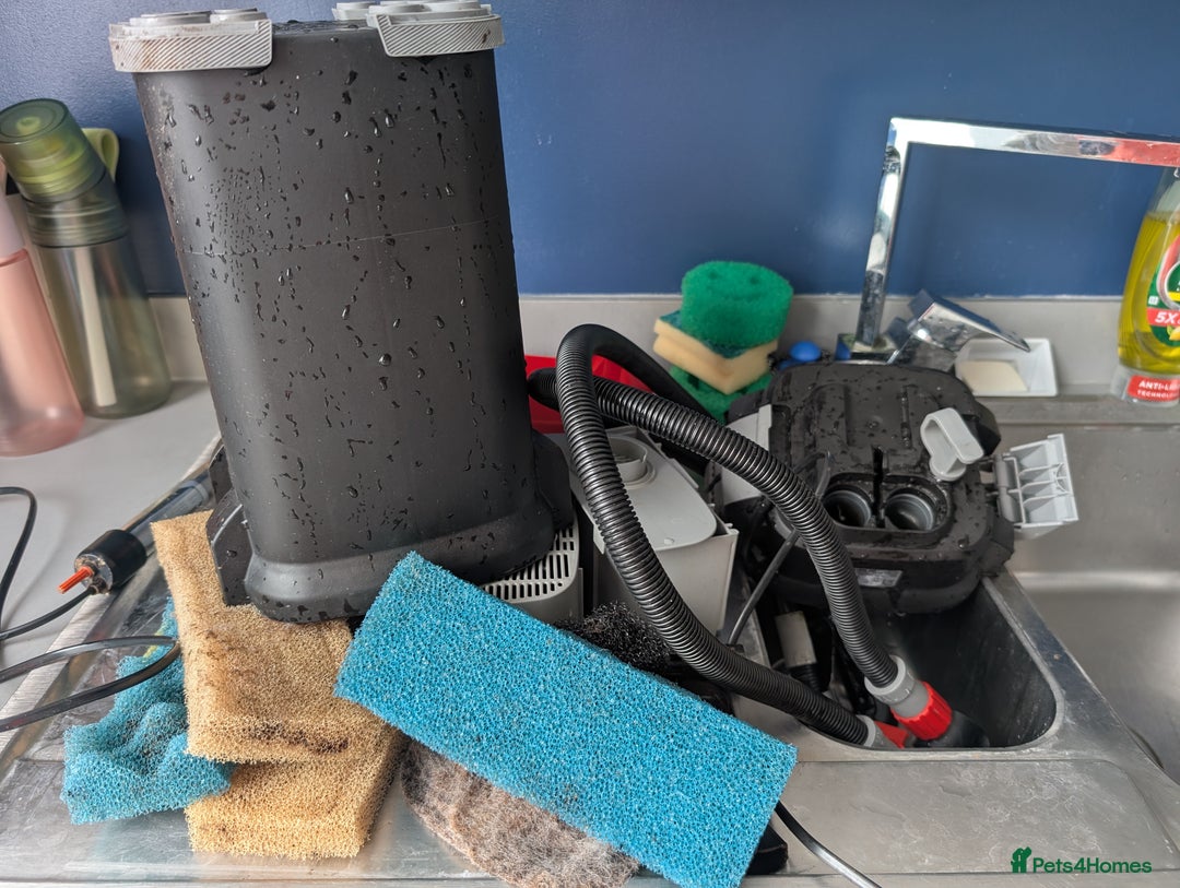 Other/Mixed Breed fish for sale: Fish Tank with Stand and Fluval 207 filter - Image 8