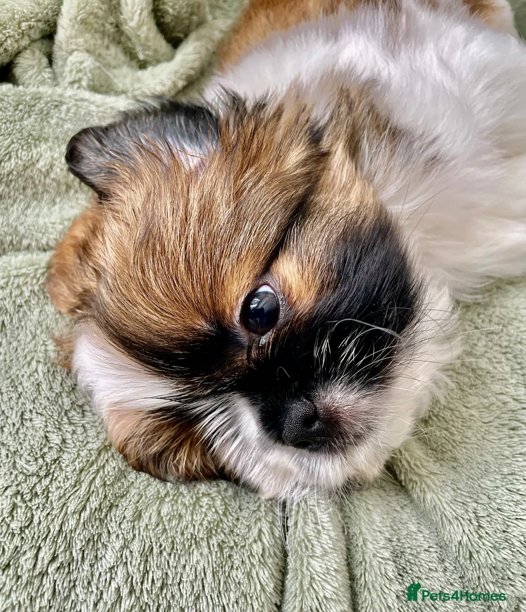 Shih Tzu dogs for sale: Imperial Shih Tzu Puppies  - Advert 2