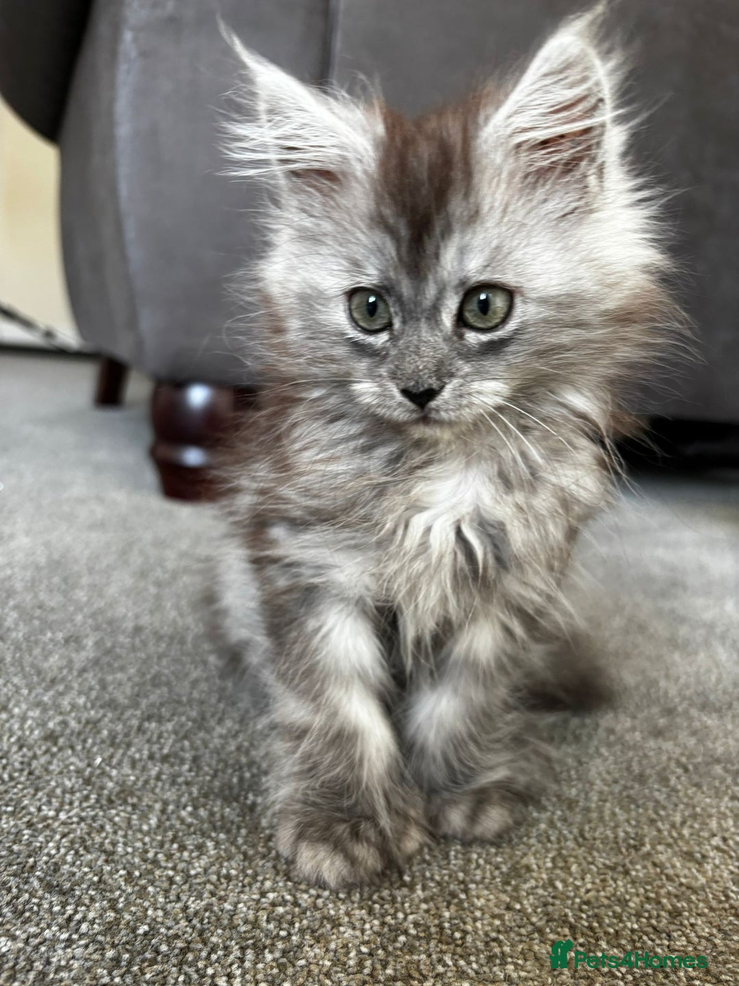 Maine Coon cats for sale: Last gorgeous girl - Advert 8