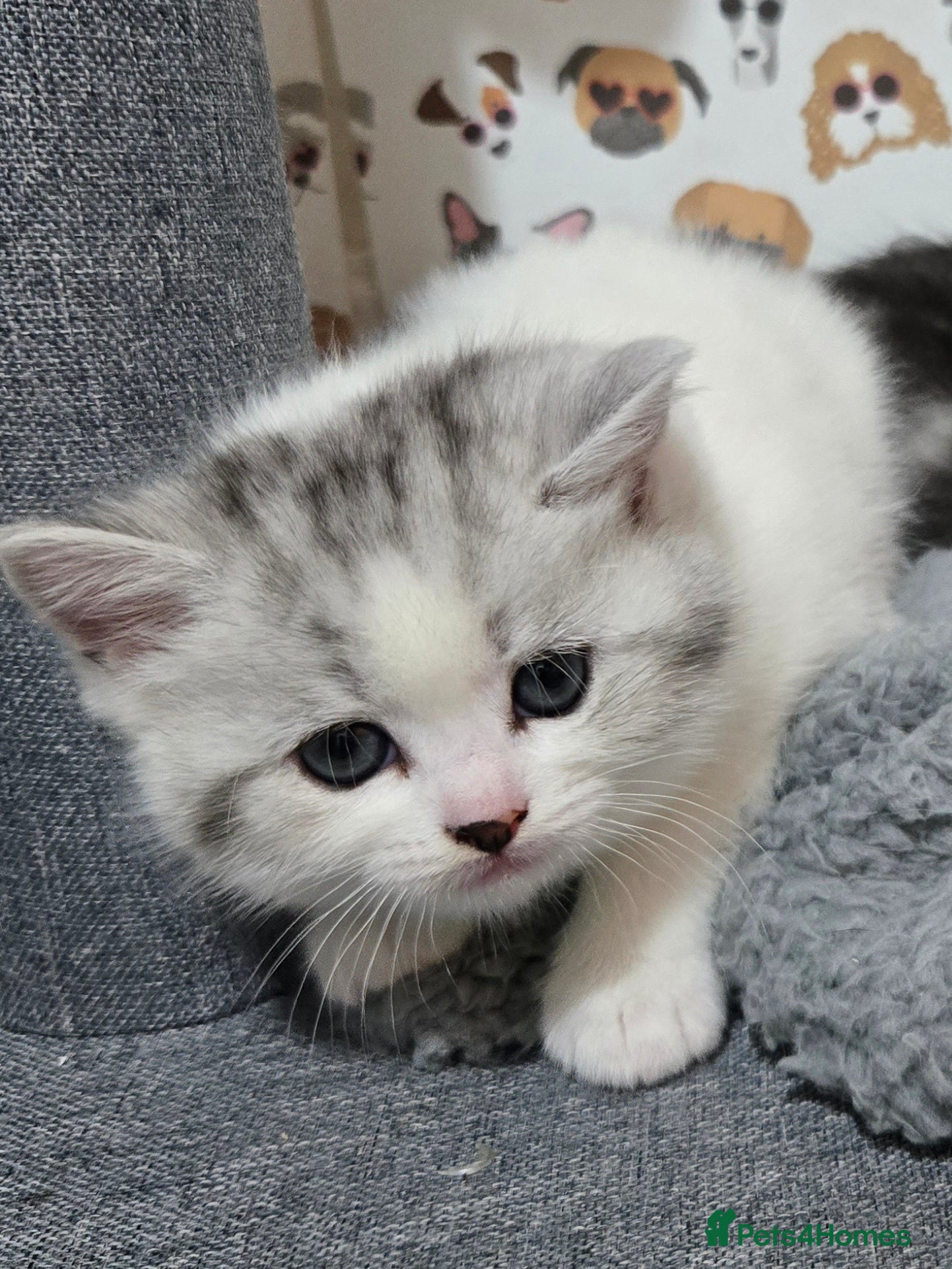 Brazilian Shorthair cats British shorthair x Persian  - Advert 1