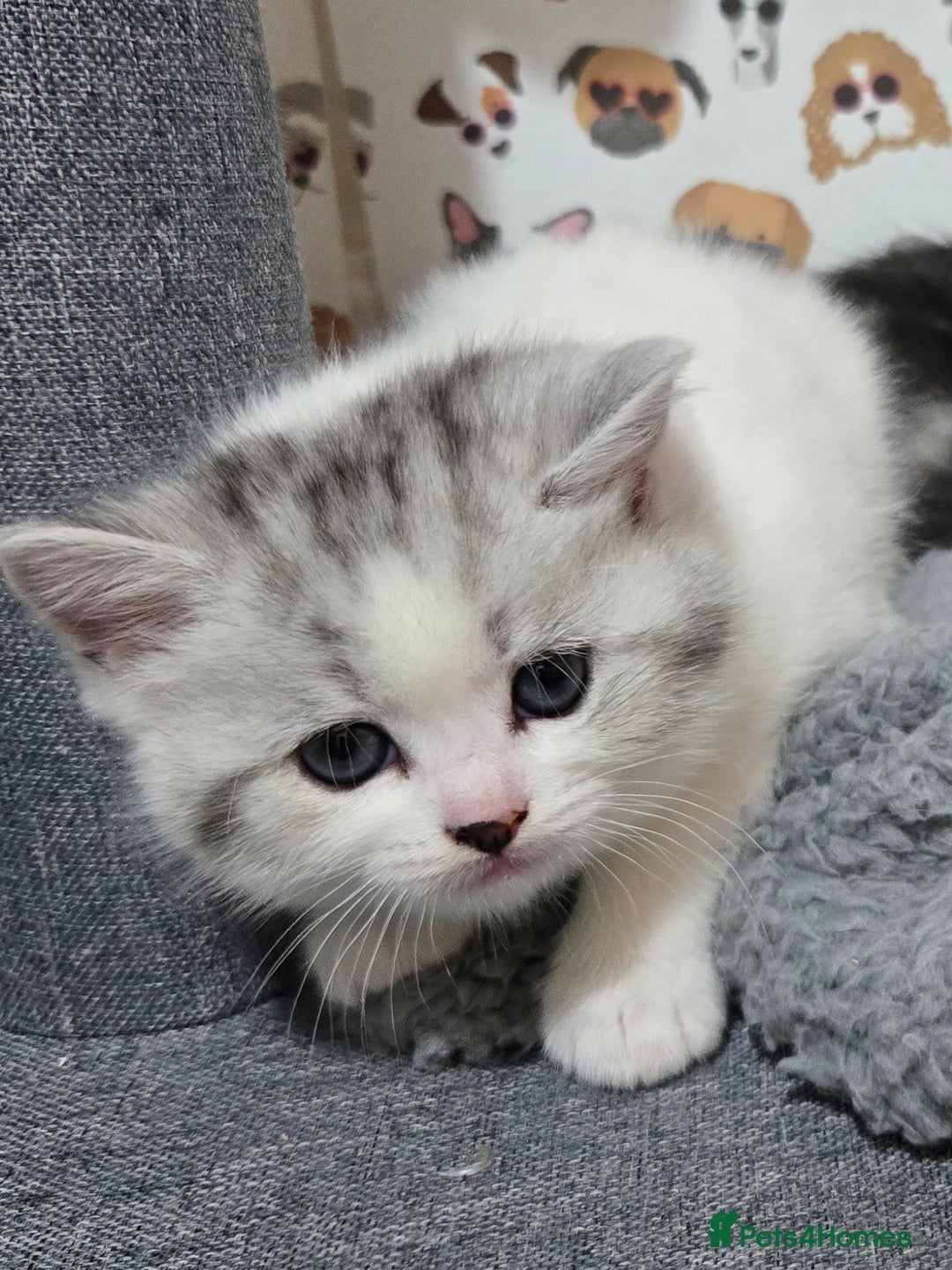 Brazilian Shorthair cats for sale: British shorthair x Persian  - Advert 1