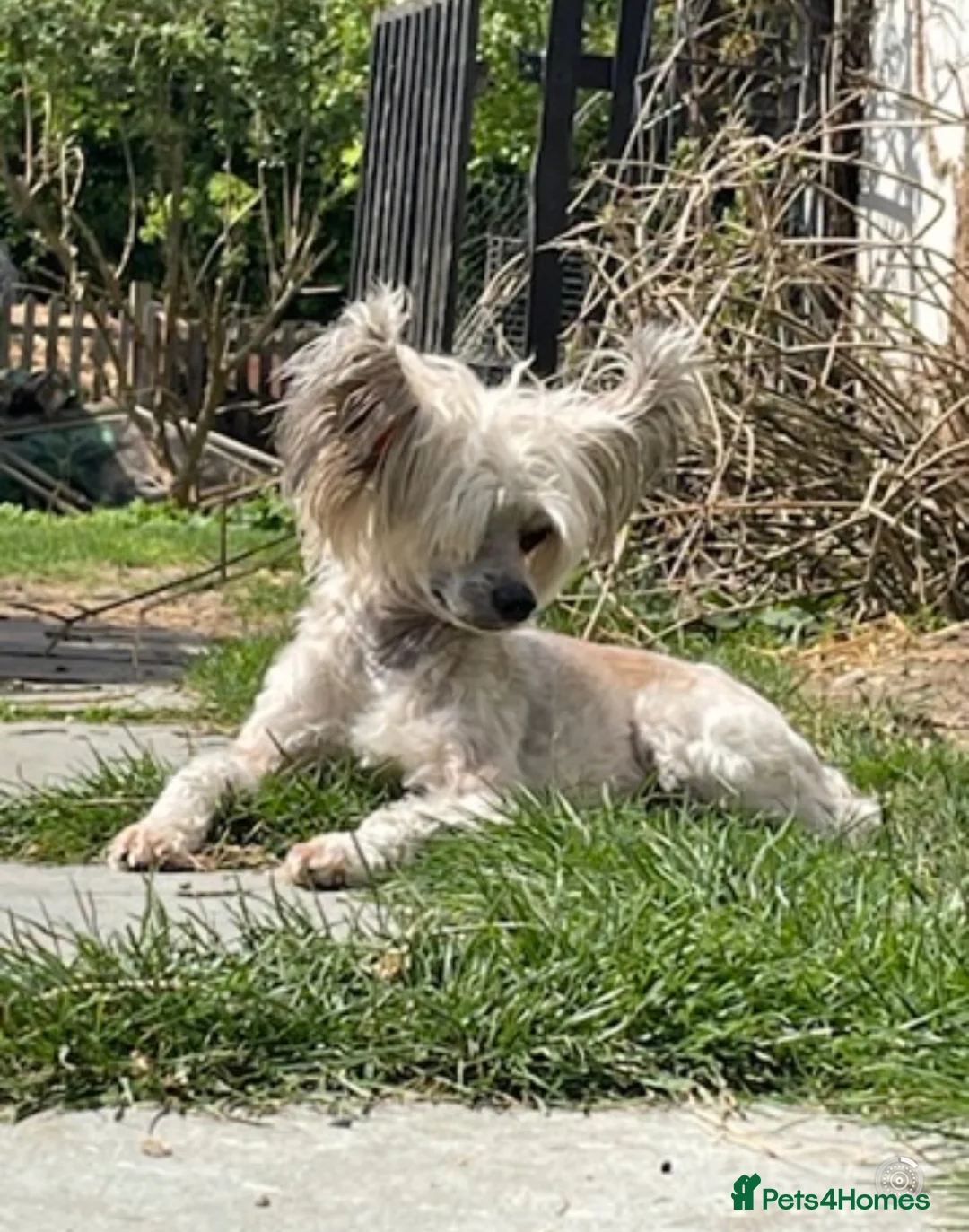 Chinese Crested dogs for sale: Exceptional Chinese crested pups in Wymondham - Advert 13