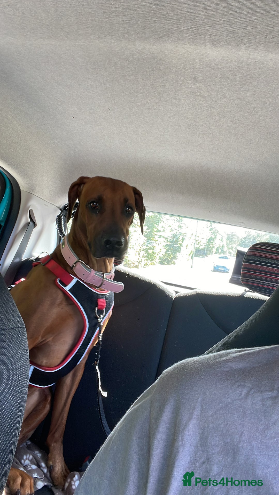 Rhodesian Ridgeback dogs for sale: Beautiful Rhodesian Ridgeback pups - Advert 6