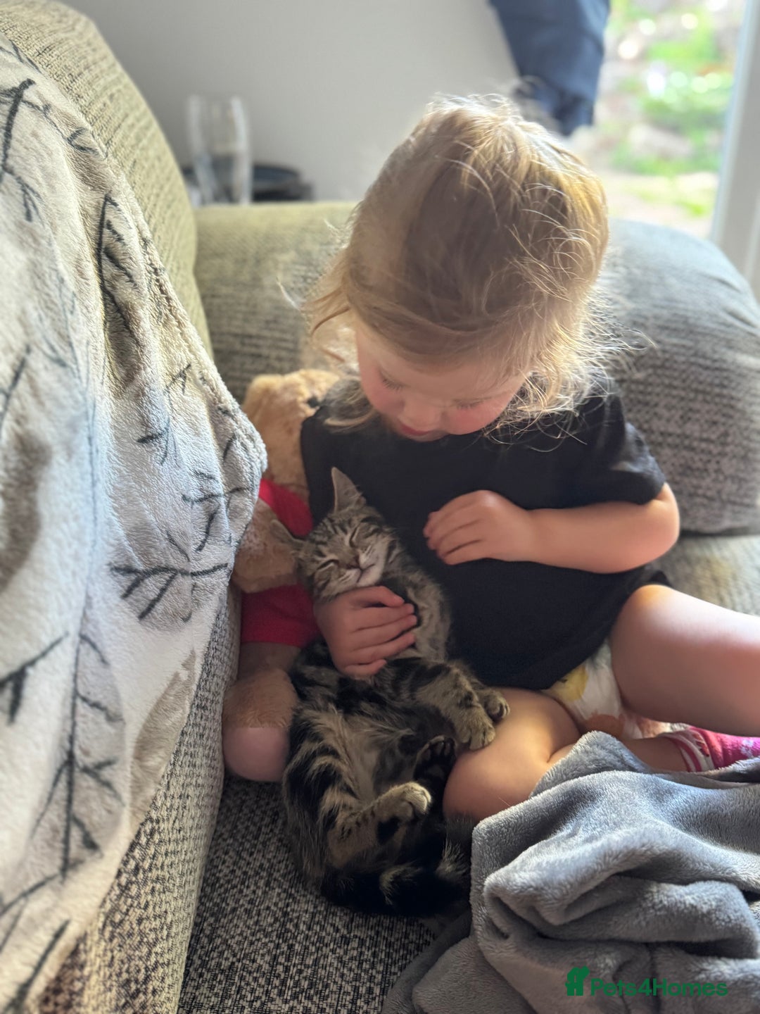 Mixed Breed cats for sale: 12 weeks Tabby/maine coon kitten  in Derby - Image 4
